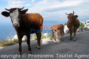 Erkunden Sie den Naturpark Biokovo in Kroatien mit atemberaubendem Bergwandern und Bergsteigen in Makarska